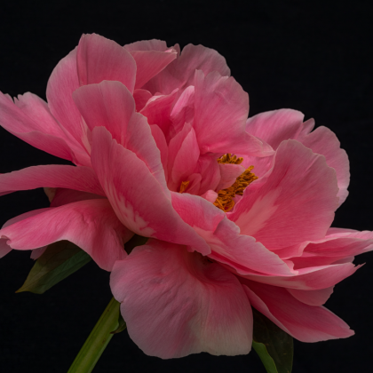 Piwonia 'Red Sarah Bernhardt' korzeń w pełnym rozkwicie, żywe różowe płatki i żółte pręciki, idealna do ogrodów. Czarne tło.