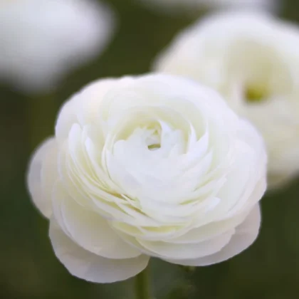 Zbliżenie na ranunculus „Bianco” w pełnym rozkwicie, z białymi, warstwowymi płatkami; idealny kwiat ogrodowy na tle delikatnej zieleni.