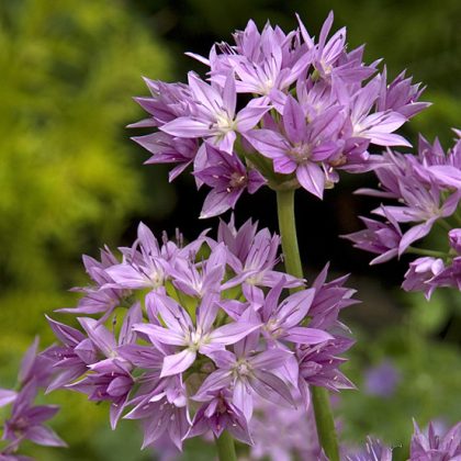 Czosnek ozdobny „Eros” (Allium) o wysokich zielonych łodygach i jasnofioletowych kwiatach w kształcie gwiazdy kwitnie w bujnym ogrodzie.