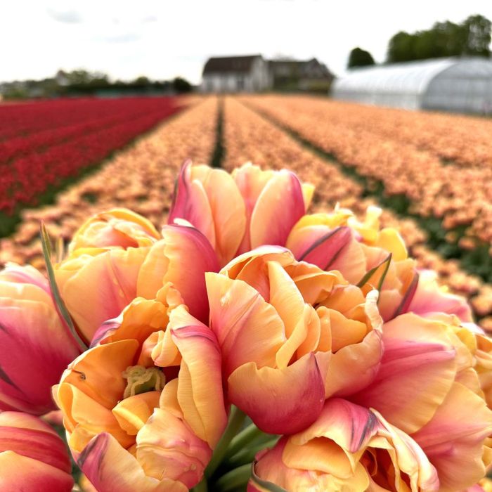 Zbliżenie na tulipan odmiany „Double Marit” o pomarańczowo-różowych, marszczonych płatkach, pola tulipanów, szklarnię i dom w tle — sklep ogrodniczy.