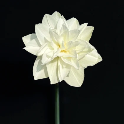 Żonkil Narcissus „White Medal” o bujnych białych płatkach i zielonej łodydze na czarnym tle — idealny kwiat do dekoracji ogrodu.