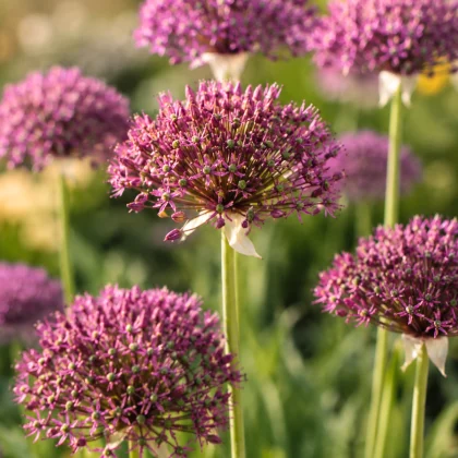 Czosnek ozdobny Allium 'Magic' z intensywnie fioletowymi, kulistymi kwiatami na wysokich zielonych łodygach w nasłonecznionym ogrodzie, na tle bujnej roślinności.
