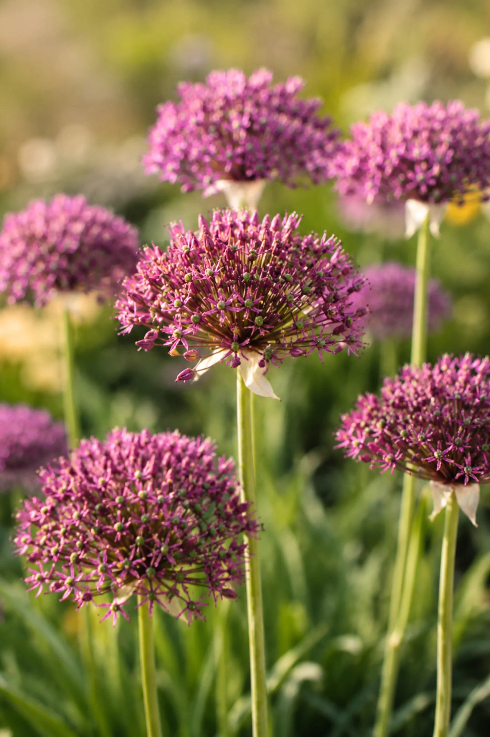 Czosnek ozdobny Allium 'Magic' z intensywnie fioletowymi, kulistymi kwiatami na wysokich zielonych łodygach w nasłonecznionym ogrodzie, na tle bujnej roślinności.