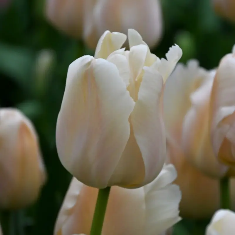 Zbliżenie na tulipana odmiany „Apricot Pride” w pełnym rozkwicie, o kremowo-jasnych płatkach, otoczonego bujną zieloną liściastą roślinnością i innymi tulipanami.