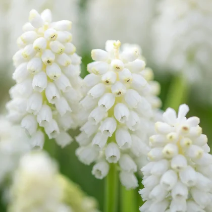 Szczegółowe zbliżenie kwiatów muscari odmiany „White Magic” firmy Szafirek – białych kwiatów w kształcie dzwonków na zielonych łodygach, idealnych do kompozycji ogrodowych.