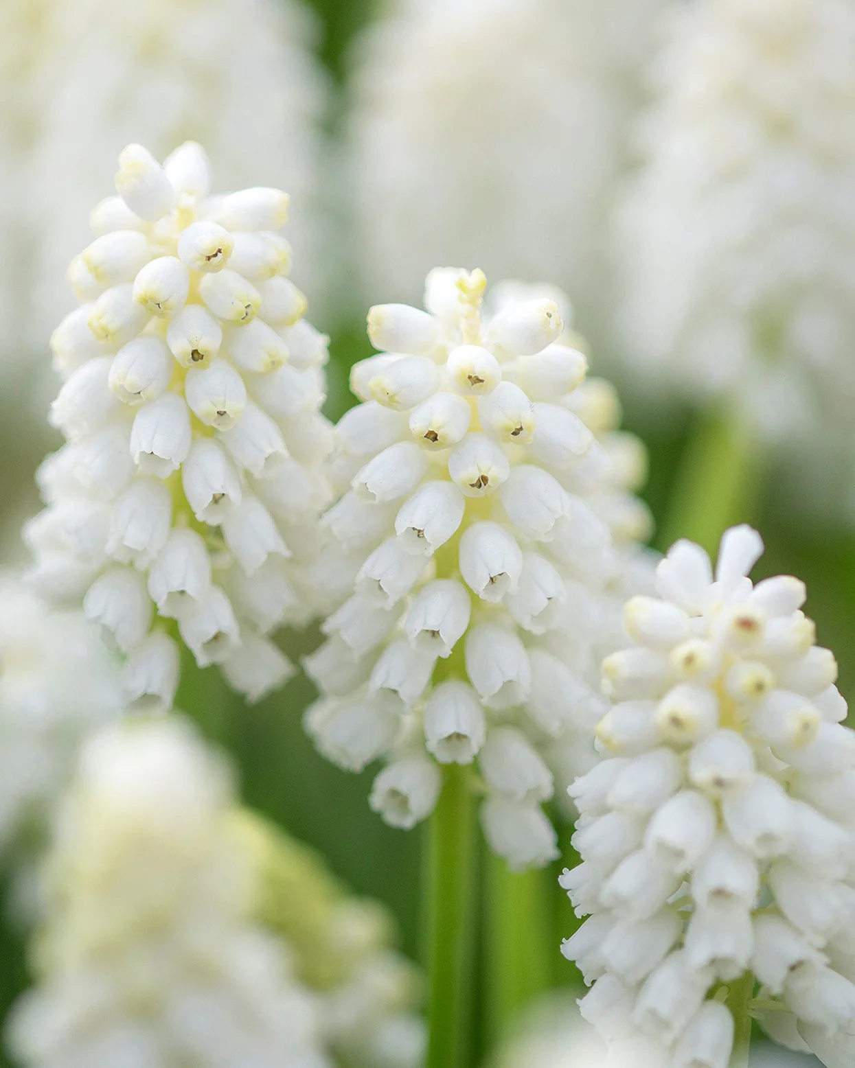 Szczegółowe zbliżenie kwiatów muscari odmiany „White Magic” firmy Szafirek – białych kwiatów w kształcie dzwonków na zielonych łodygach, idealnych do kompozycji ogrodowych.