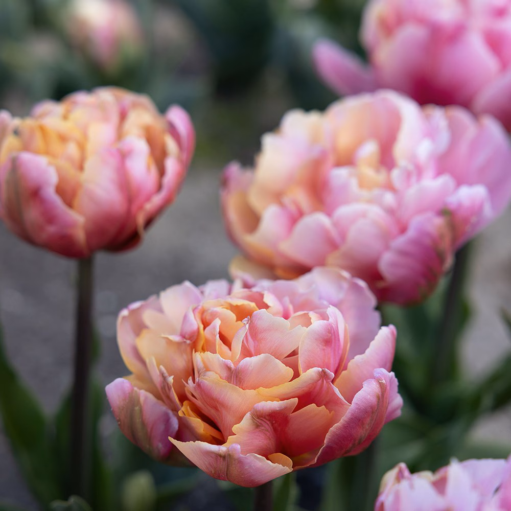 Żywe, pełne tulipany odmiany „Pink Star” o marszczonych, różowo-brzoskwiniowych płatkach, kwitnące w ogrodzie na tle bujnych zielonych liści i ziemi.