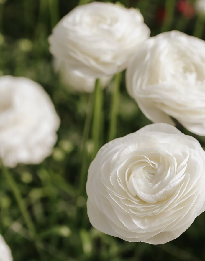 Zbliżenie na kwitnące jaskry włoskie „Bianco” (ranunculus) o bujnych białych płatkach, idealne do dekoracji ogrodu, na zielonym, rozmyłym tle.
