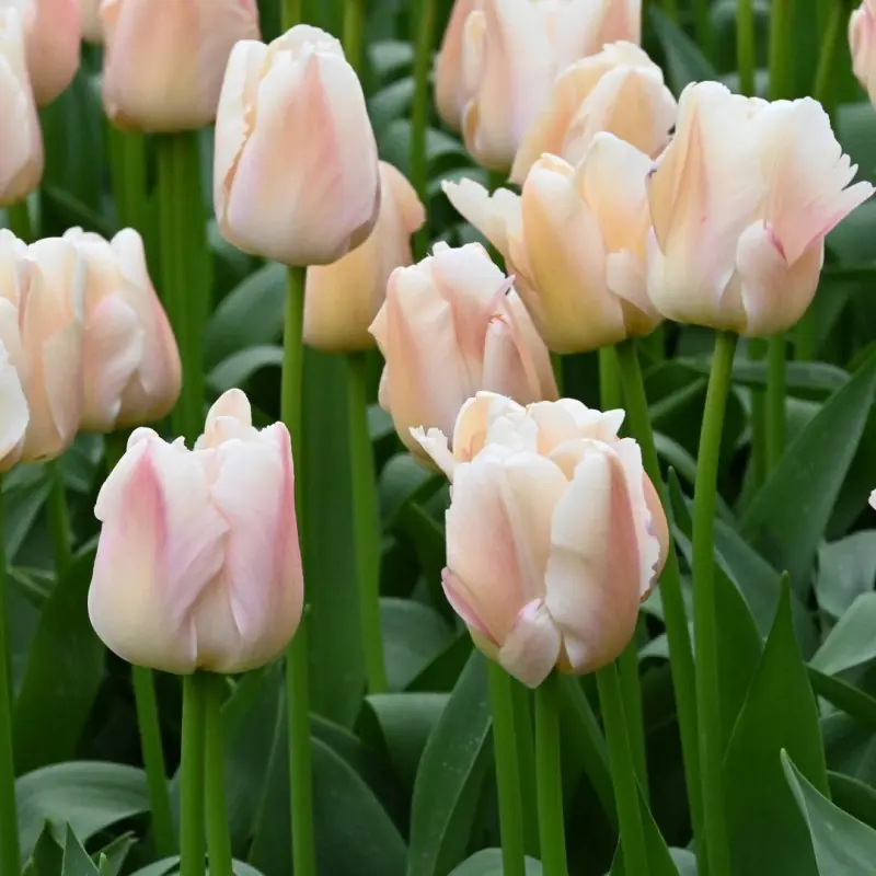 Tulipany odmiany „Apricot Pride” o jasnoróżowych kwiatach i soczyście zielonych łodygach, kwitnące gęsto obok siebie, tworząc żywą kompozycję ogrodową.