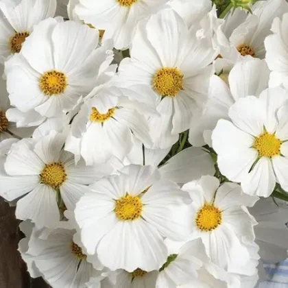 Kwiaty kosmosu odmiany „Kosmos Versailles White” w pełnym rozkwicie, o eleganckich, marszczonych białych płatkach i intensywnie żółtych środkach, gęsto skupione w kępki. Idealne do ogrodów w stylu wiejskim oraz internetowych sklepów ogrodniczych poszukujących najwyższej jakości białych odmian kosmosu.