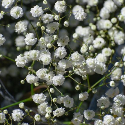 Gipsówka 'Double Snowflake'