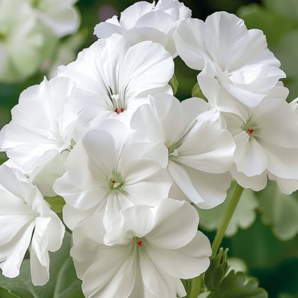 Pelargonia „Apollo White” F1 kwitnie bujnymi kwiatostanami, prezentując eleganckie białe płatki na tle soczystych zielonych liści — idealna do dekoracji ogrodu oraz do ekskluzywnych internetowych sklepów ogrodniczych.
