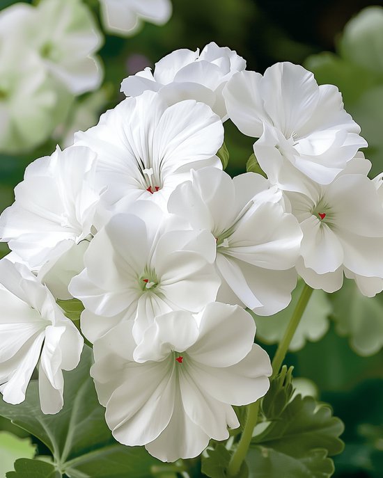 Pelargonia „Apollo White” F1 kwitnie bujnymi kwiatostanami, prezentując eleganckie białe płatki na tle soczystych zielonych liści — idealna do dekoracji ogrodu oraz do ekskluzywnych internetowych sklepów ogrodniczych.