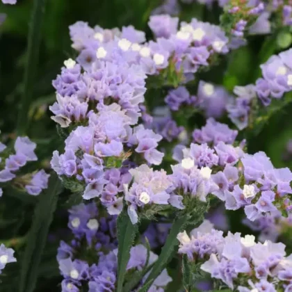 Zatrwian „QIS Lavender”