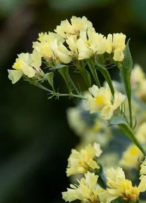 Kwiaty Zatrwian „Pale Yellow” w pełnym rozkwicie, o delikatnych żółtych płatkach skupionych na intensywnie zielonych łodygach, na tle rozmytej, ciemnozielonej scenerii — idealne do kompozycji z żywych lub suszonych kwiatów z naszego internetowego sklepu ogrodniczego.