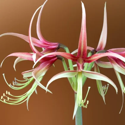 Hippeastrum „Chico”, podkreślające jego wyjątkowe kwiaty w kształcie gwiazdy z długimi, wdzięcznie wygiętymi czerwono-białymi płatkami oraz efektownymi, wydłużonymi pręcikami. Idealne dla klientów internetowych sklepów ogrodniczych poszukujących egzotycznych roślin kwitnących – żywe kolory kwiatów Hippeastrum pięknie kontrastują z prostym brązowym tłem.