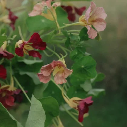 Żywe zbliżenie kwiatów nasturcji „Purple Emperor” o efektownych czerwonawych i brzoskwiniowych płatkach, otoczonych bujnymi, okrągłymi zielonymi liśćmi. Delikatnie rozmyte tło ogrodu podkreśla te wyjątkowe, jadalne kwiaty — idealne do dodania koloru do ogrodowych rabat lub domowych projektów ogrodniczych.