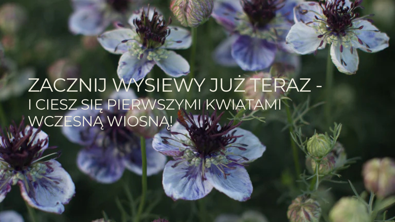 Piękne, jasnofioletowe i białe wiosenne kwiaty z efektownymi ciemnymi środkami, kwitnące pośród świeżych zielonych pąków – idealne do wczesnych kompozycji ogrodowych. Napis w języku polskim na zdjęciu brzmi: „Zacznij wysiewy już teraz – i ciesz się pierwszymi kwiatami wczesną wiosną!”, zachęcając do wczesnego wysiewu, aby wiosną cieszyć się bujnym ogrodem kwiatowym. Idealne nasiona kwiatów dla miłośników ogrodnictwa robiących zakupy w sklepie internetowym.