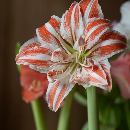 Żywe zbliżenie na amarylis Hippeastrum „Double Dancing Queen” w pełnym rozkwicie, charakteryzujący się efektownymi płatkami w czerwono-białe paski oraz soczystozielonymi łodygami, idealny do ogrodów wewnętrznych i kompozycji kwiatowych. Uchwycony na delikatnie rozmyłym brązowym tle, ten oszałamiający odmiana kwiatu stanowi doskonałą inspirację dla miłośników ogrodnictwa butikowego.