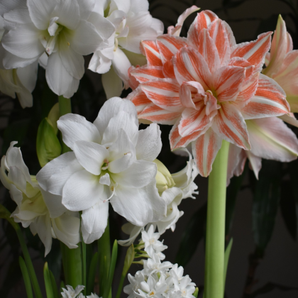 Amarylis Hippeastrum „Double Dancing Queen” kwitnie w żywych kępach, prezentując wyjątkowe kwiaty o wyrazistych, czerwono-białych paskach na płatkach, otoczone bujną, ciemnozieloną liściastą roślinnością — idealnie nadaje się do nadania efektownego akcentu kolorystycznego w ogrodach wewnętrznych lub zewnętrznych.
