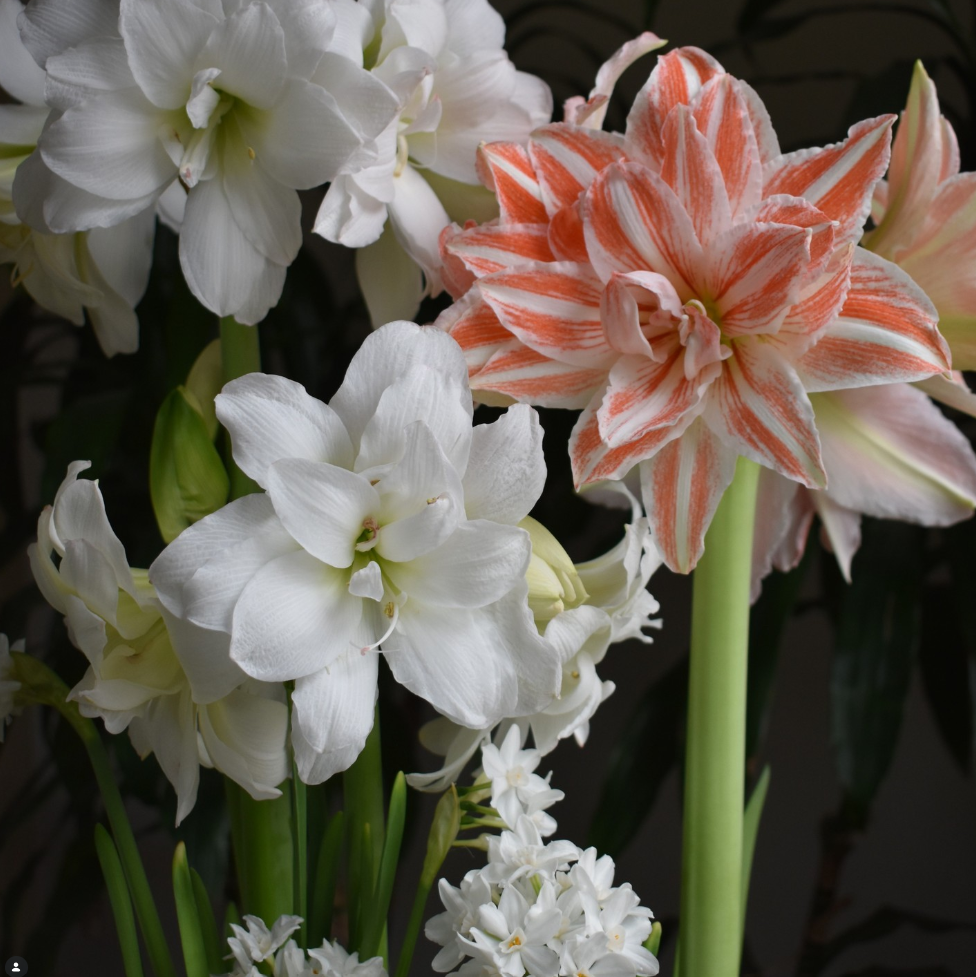Zapraszamy do zakupu przepięknej odmiany Hippeastrum „Double Dancing Queen”, charakteryzującej się bujnymi białymi kwiatami amarylisów z jaskrawoczerwonymi paskami. Te przyciągające wzrok kwiaty, idealne zarówno do domu, jak i do ogrodu, doskonale wyróżniają się na efektownym ciemnym tle, prezentując zdrowe zielone łodygi i pączkujące kwiaty — to idealny wybór do kolekcji Twojego butiku ogrodniczego.
