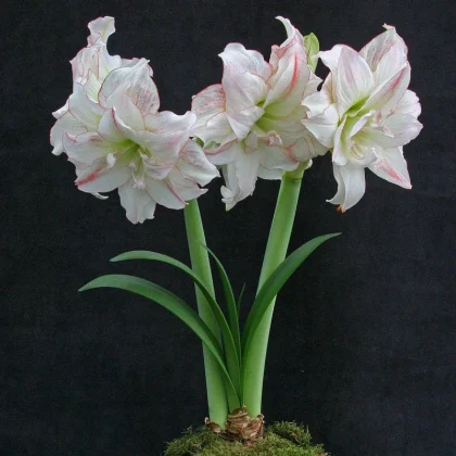 Oszałamiające kwiaty amarylisów Hippeastrum ‘Double Aphrodite’ w pełnym rozkwicie, charakteryzujące się eleganckimi białymi płatkami z delikatnymi jasnoróżowymi brzegami. Te wysokiej jakości cebulki prezentują się na wysokich zielonych łodygach z bujnymi zielonymi liśćmi i ozdobnym mchem u podstawy, na tle efektownej czerni — idealne do luksusowego ogrodnictwa wnętrzowego i tworzenia wyjątkowych kompozycji kwiatowych z naszego internetowego butiku ogrodniczego.