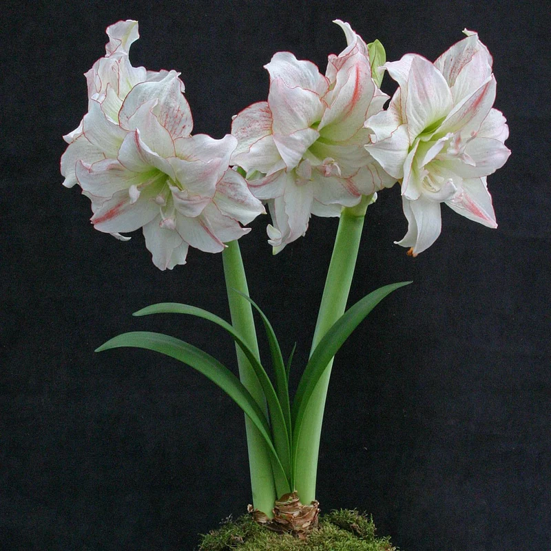 Oszałamiające kwiaty amarylisów Hippeastrum ‘Double Aphrodite’ w pełnym rozkwicie, charakteryzujące się eleganckimi białymi płatkami z delikatnymi jasnoróżowymi brzegami. Te wysokiej jakości cebulki prezentują się na wysokich zielonych łodygach z bujnymi zielonymi liśćmi i ozdobnym mchem u podstawy, na tle efektownej czerni — idealne do luksusowego ogrodnictwa wnętrzowego i tworzenia wyjątkowych kompozycji kwiatowych z naszego internetowego butiku ogrodniczego.
