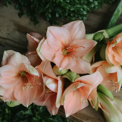 Oszałamiający bukiet kwiatów amarylisów Hippeastrum „Red Lion” (Kopia) z intensywnie zielonymi łodygami, wyeksponowany na rustykalnej drewnianej podstawie, z akcentem w postaci bujnej, zielonej liściastej kompozycji w tle — idealna dekoracja stołu do wnętrz inspirowanych ogrodem, dostępna w internetowym sklepie ogrodniczym.