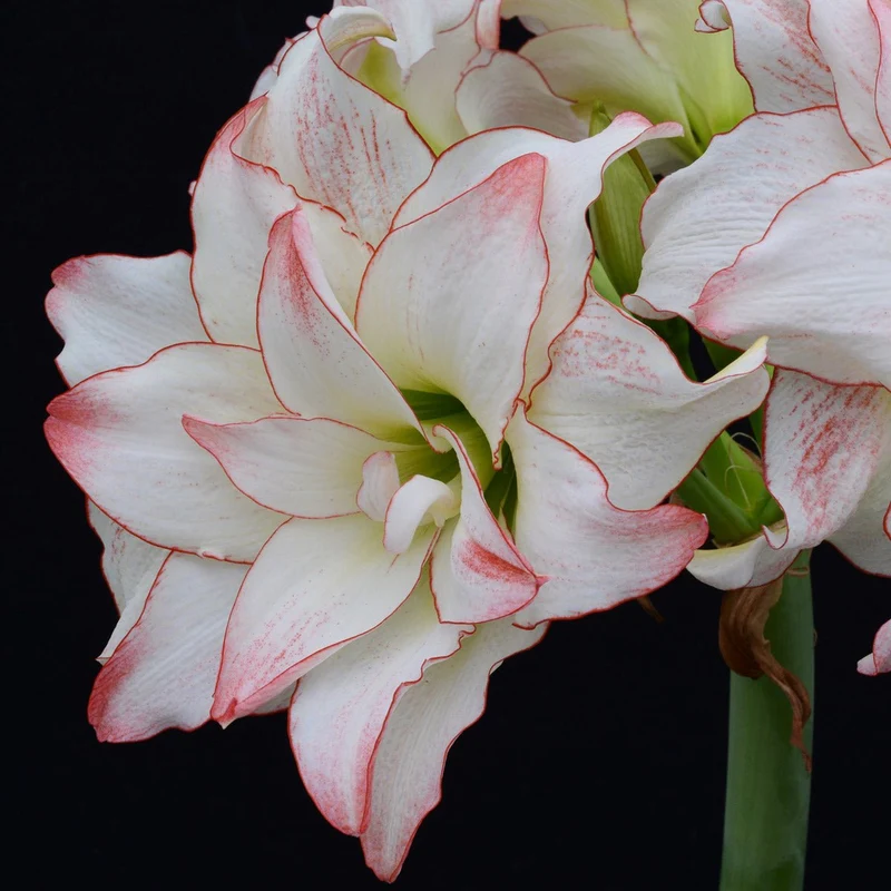 Zbliżenie w wysokiej rozdzielczości amarylisu Hippeastrum „Double Aphrodite”, ukazujące jego oszałamiające białe, marszczone płatki z delikatnymi jasnoróżowymi brzegami, idealne do eleganckich kompozycji kwiatowych w pomieszczeniach lub aranżacji ogrodowych, na tle efektownej czerni.