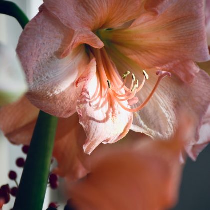 Zbliżenie na kwiat Hippeastrum „Rilona” skąpany w delikatnym świetle słonecznym, które podkreśla jego delikatne różowe płatki i wyraźne pręciki, a naturalne cienie dodają głębi. Na pierwszym planie widoczny jest drugi kwiat Hippeastrum, lekko rozmyty, co idealnie nadaje się jako inspiracja dla internetowego sklepu ogrodniczego.