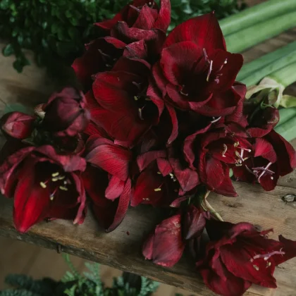 Elegancki bukiet kwiatów Hippeastrum „Double Benfica” wyeksponowany na rustykalnym drewnianym stole, z bujnymi zielonymi liśćmi i łodygami — idealna inspiracja kompozycyjna dla klientów ekskluzywnych internetowych sklepów ogrodniczych.
