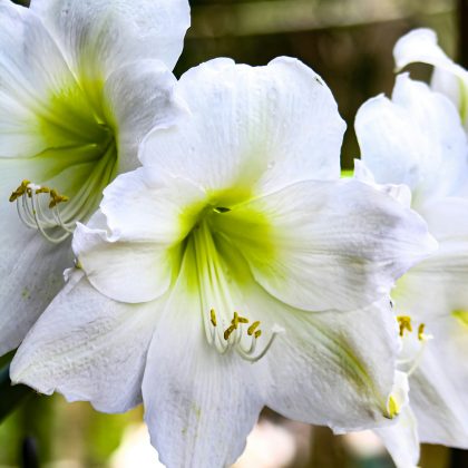 Zbliżenie na dwa zachwycające kwiaty Hippeastrum „Mont Blanc” o czysto białych płatkach i delikatnych, jasnozielonych środkach, podkreślonych jaskrawożółtymi pręcikami. Te kwiaty amarylisów, idealne zarówno do ogrodu, jak i do dekoracji wnętrz, zostały ujęte na tle pięknego, delikatnie rozmytego naturalnego krajobrazu – to idealna propozycja dla klientów internetowych sklepów ogrodniczych poszukujących eleganckich roślin kwitnących.