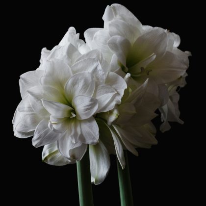 Zapraszamy do zakupu zachwycających kwiatów Hippeastrum „Double Marilyn” — trzech eleganckich amarylisów o podwójnych kwiatach i bujnych zielonych łodygach, zaprezentowanych razem na efektownym czarnym tle. Ta ekskluzywna kompozycja kwiatowa, podkreślająca delikatne, warstwowe płatki i łagodne naturalne oświetlenie, idealnie nadaje się do ogrodów wewnętrznych i specjalistycznych sklepów ogrodniczych.
