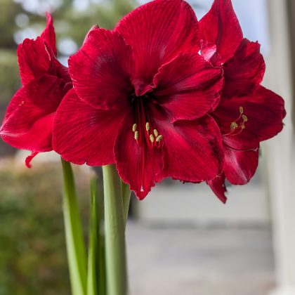 Zbliżenie na zachwycające kwiaty amarylisów odmiany Hippeastrum „Red Lion” o jaskrawoczerwonych płatkach i długich zielonych łodygach, uchwycone na tle bujnej zieleni ogrodu i nowoczesnego budynku, z delikatnie rozmytymi konturami — idealne jako inspiracja dla butiku ogrodniczego.